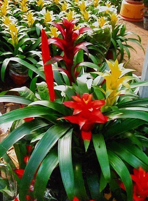  菠萝：菠萝花黄叶的原因是什么？让我们看看这里