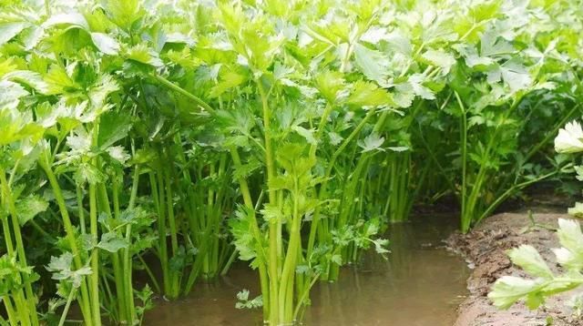  #值得#农民回乡创业，种植什么成本小效益高？这五种农作物值得