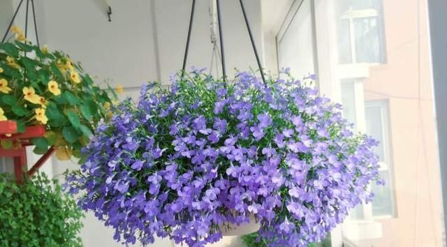 『种植』此盆栽花号称“爆盆神器”,花量超多,种植也容易,很适合现在养