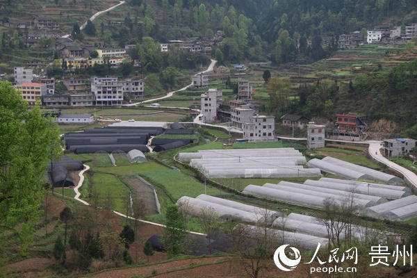  「菌棒加工厂」铜仁沿河：食用菌产业为贫困户撑起“致富伞”