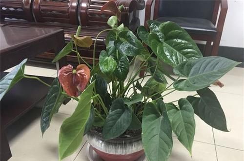  [红掌]养红掌有3个问题不能忽略，不然容易枯黄瘦小，要牢记
