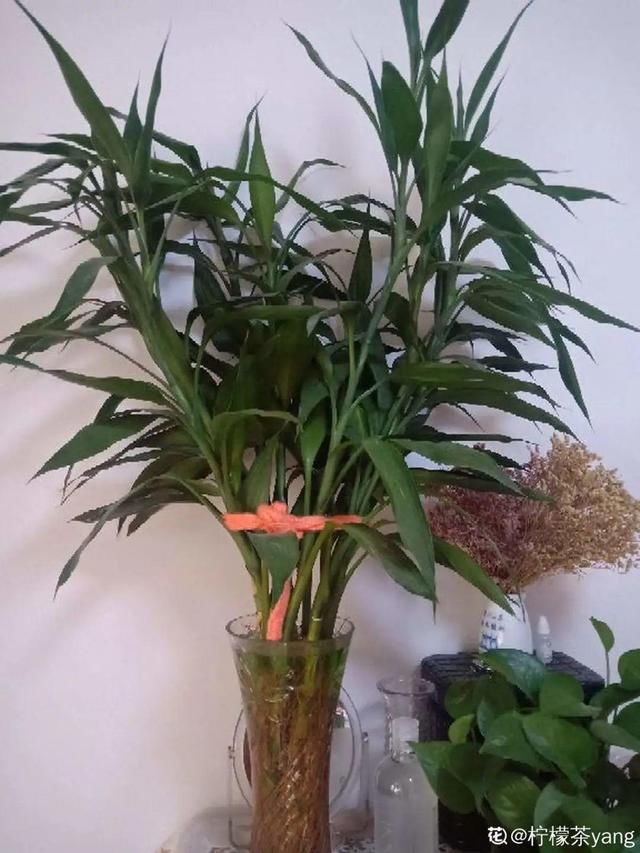  「溶液里浸泡」1粒小药片，碾碎丢水里，花像吃了兴奋剂疯长！