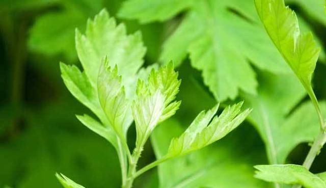  花园里：花园里养上“3种花”，蚊子都吓跑，为了家人，养上一些吧！