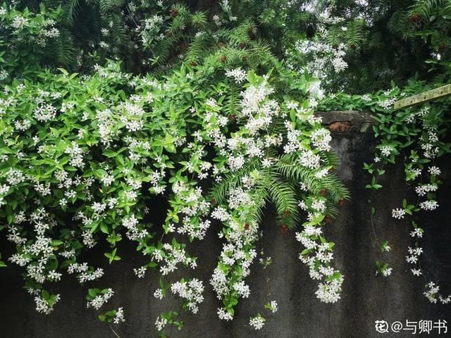  『光照』30种耐阴花，室内光照不佳，也能全年开花