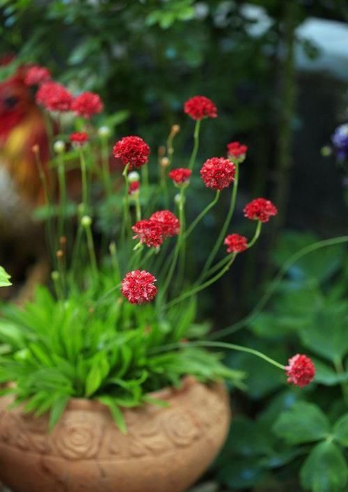 『虎皮兰』家居养这几朵花,花开不断,好养易开花,花香四溢飘满屋,美爆了