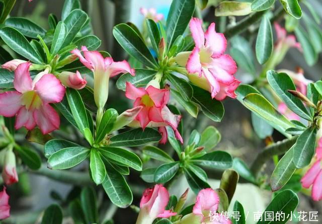 「几花」这几花“旱着”养,水浇多了就烂根,到了夏天也要如此