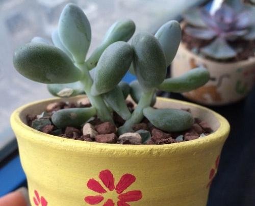  『花盆』养花卉多肉别盲目用花盆，了解不同材质花盆优缺点，养花事半功倍