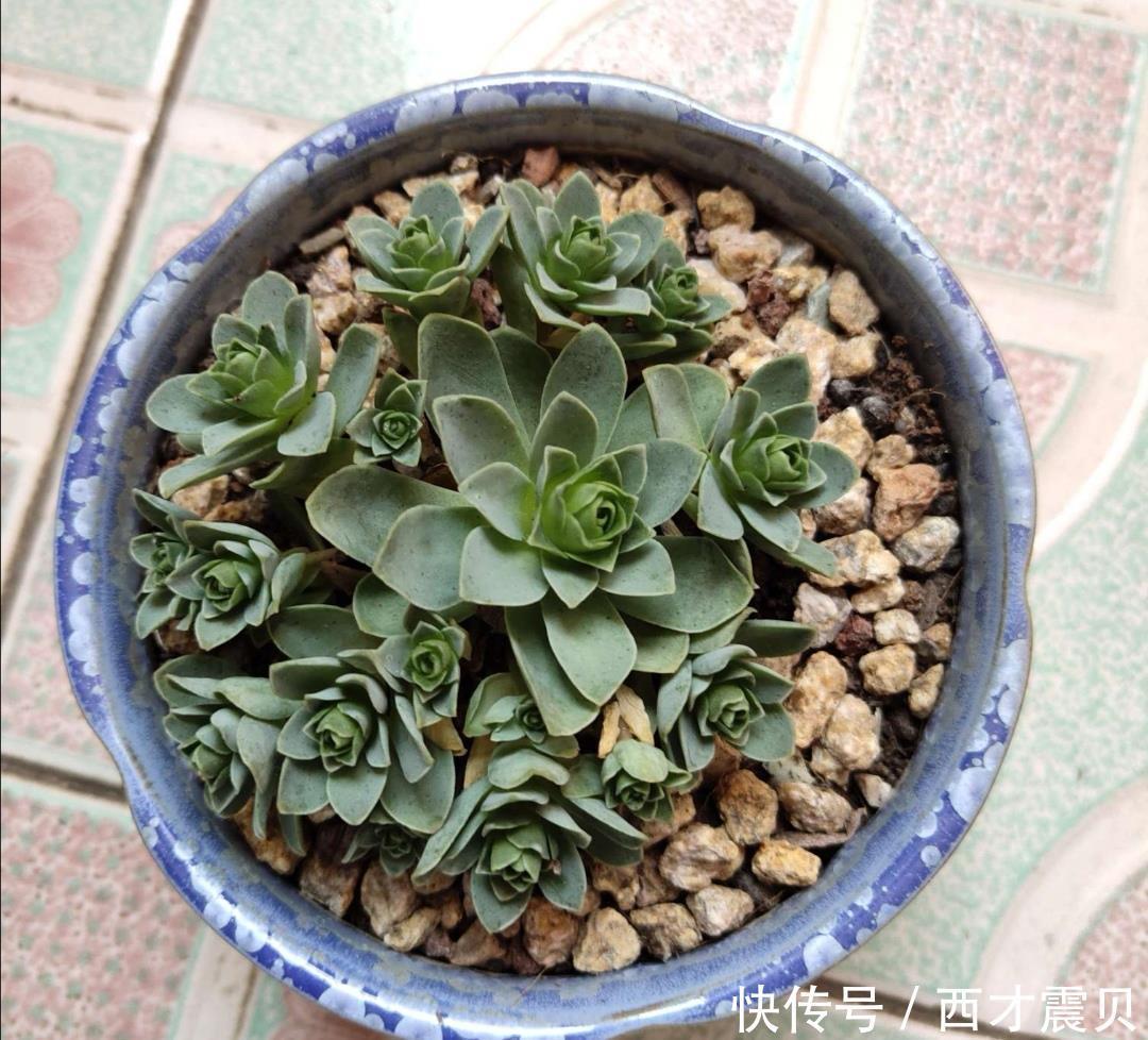 夏季|谁说夏季多肉必丑?这几种多肉夏季“叛逆”,状态反而越更漂亮!