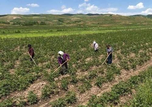 中国最神奇沙漠，上面不仅种满了土豆，还迎来大丰收