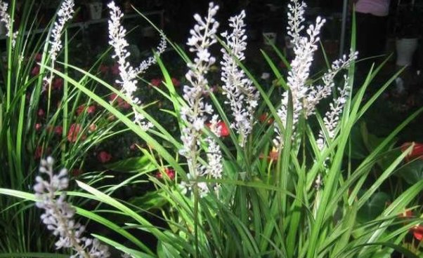  不死草|在乡下一种野草，人称“不死草”，人们用它泡水喝，价值