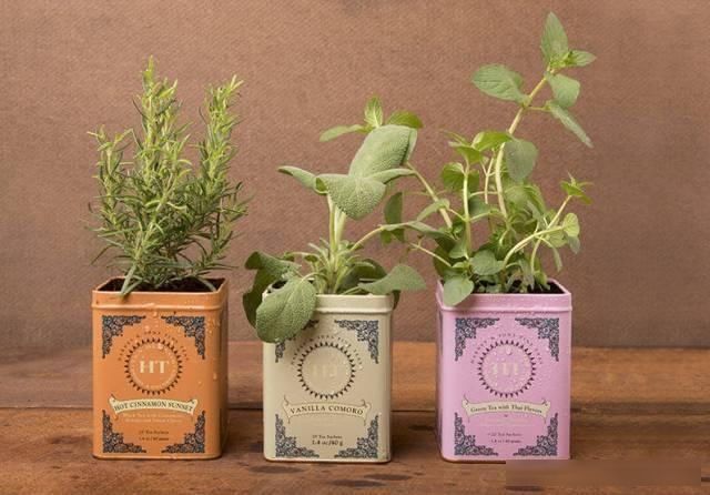  『茶叶罐』茶叶罐、奶粉罐都别扔，还买什么花盆？她没花一分钱，让人羡慕