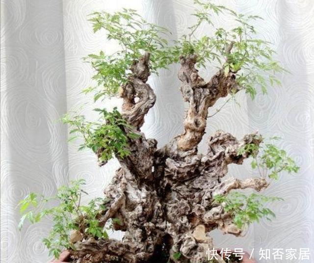 黄荆|秋天挖黄荆做盆景,栽植要注意这几个细节,才能提高成活率
