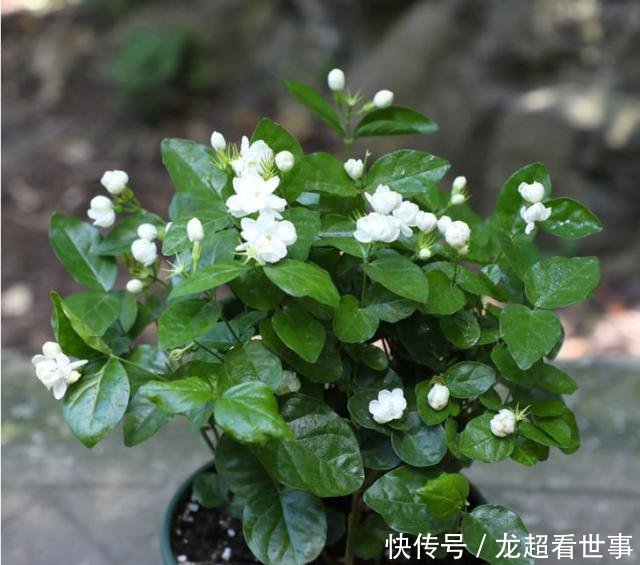  【浇水一定】这5种花“爱喝水”，一周喝一桶，缺水马上黄叶，别忽视！