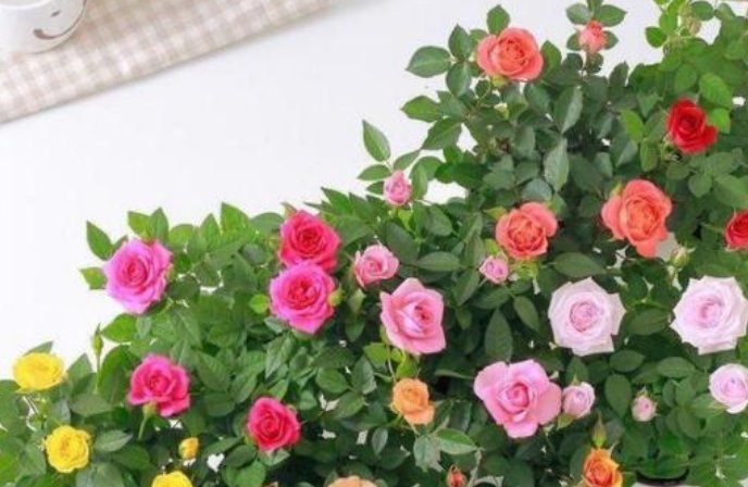  『花型』3种花，是花卉中的“劳模”，全年开花不断，花型紧簇，花量多！