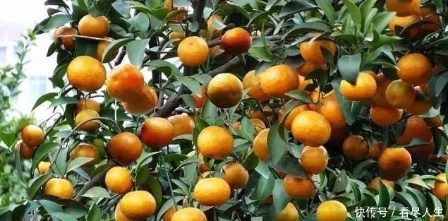  「培育」如何选择砧木进行柑桔培育管理？有没有什么好办法？