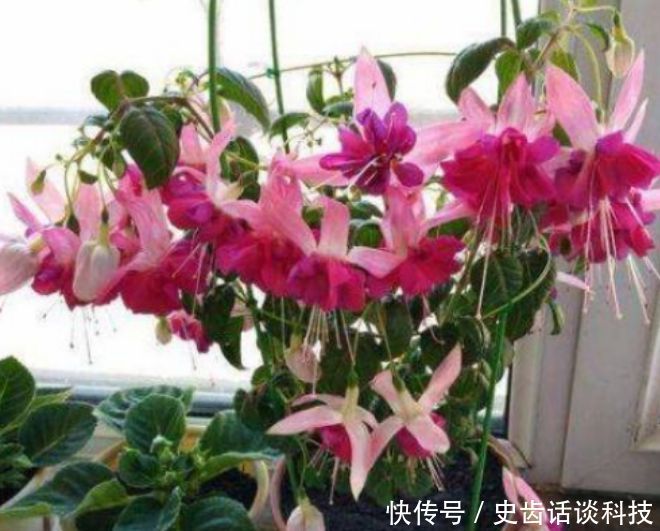  「虎皮兰」卧室就养“3种花”，赏心悦目，清香安神，改善睡眠质量！