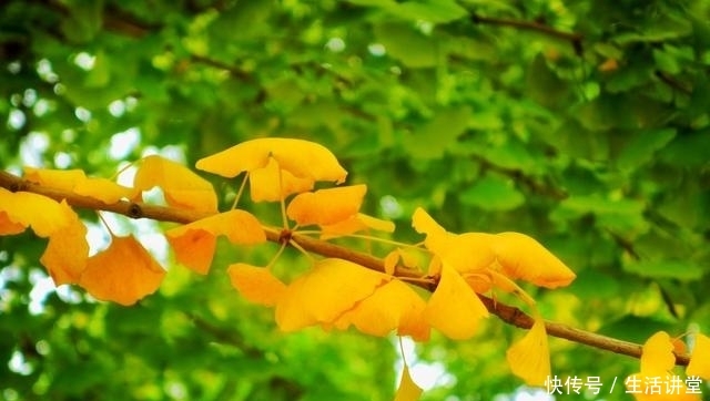 秋风肃起,大雁南飞,银杏开始了一年中最华丽的篇章