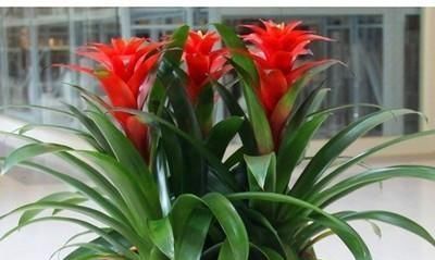  观赏价值■这“5种”植物，名字“吉利”，再贵也要养1盆，“旺家”又旺财