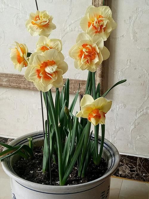  『珍品』喜欢菊花，不如养盆“菊中珍品”复色毛刺，花团锦簇，婀娜多姿！