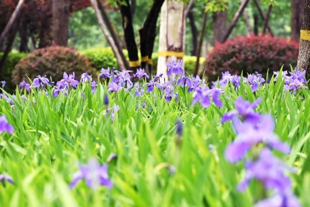 「寄一缕春风」微风吹，暖春至，让我们怀着无尽的思念去潍医校园走走看看吧
