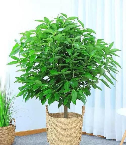  [富贵]家养5种树，富贵安康，招财旺运