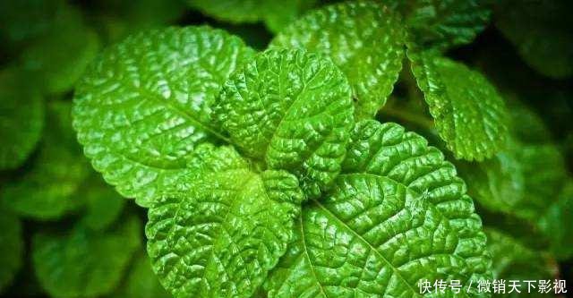 『拒绝』养好薄荷很简单,做好这几点,叶片油绿茎干粗壮,拒绝徒长