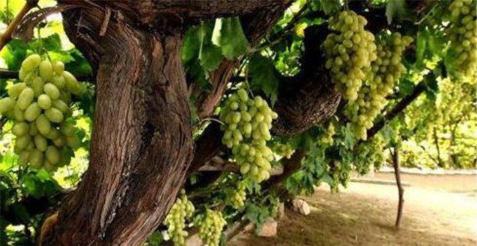 世界上最古老的葡萄树，已经活了176年了，却还能产7吨葡萄