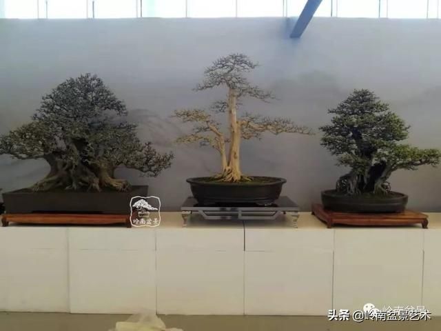  「作品」有年功的盆景，品相好，价值高！