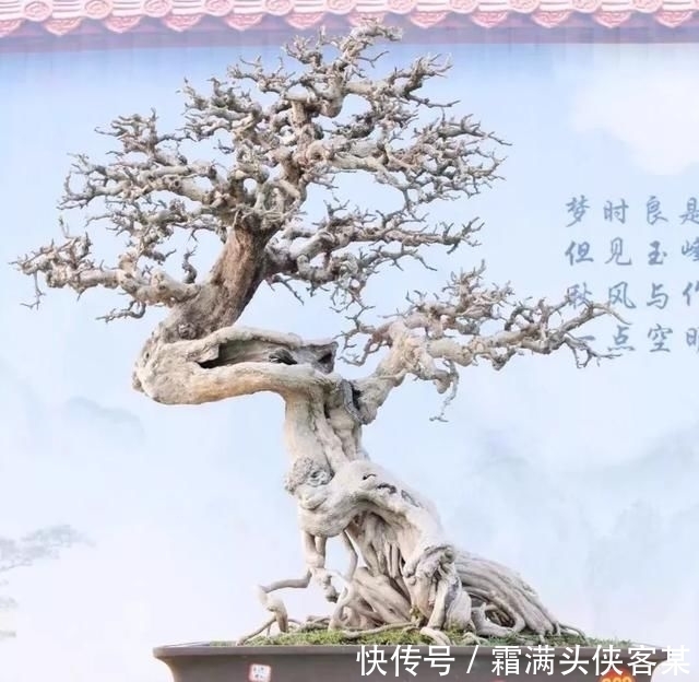  [栽种盆景]玩盆景，已成为当下追求高品质生活的一股潮流
