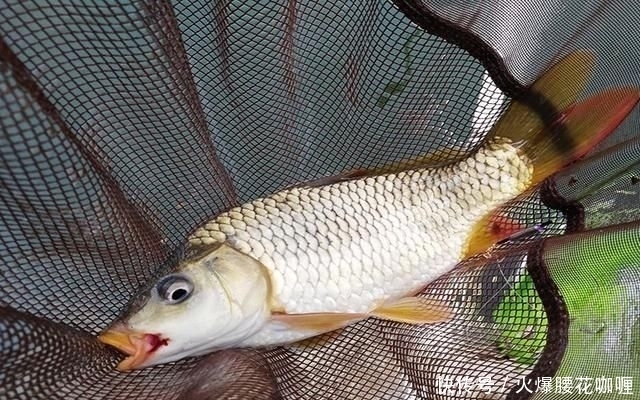 认准|春季钓鱼黄金季,钓位认准这3处,助你轻松有个好渔获