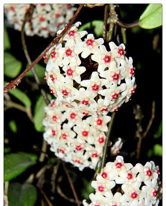  「气根」4月是这7种花的绝佳生长期，房前屋后都爬满！开出一堵花墙！