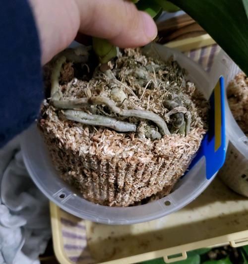  『地暖房』第一次听说水苔养蝴蝶兰保水性太差，浇水方式和温度环境很重要
