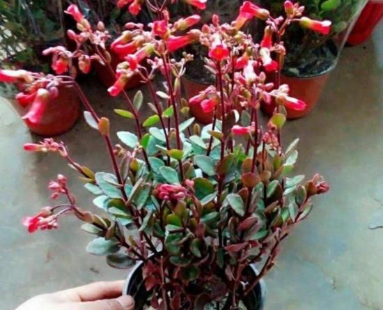  [不败]1种适合春季养的“宫廷花”，颜值“吊打”长寿花，能开120天不败