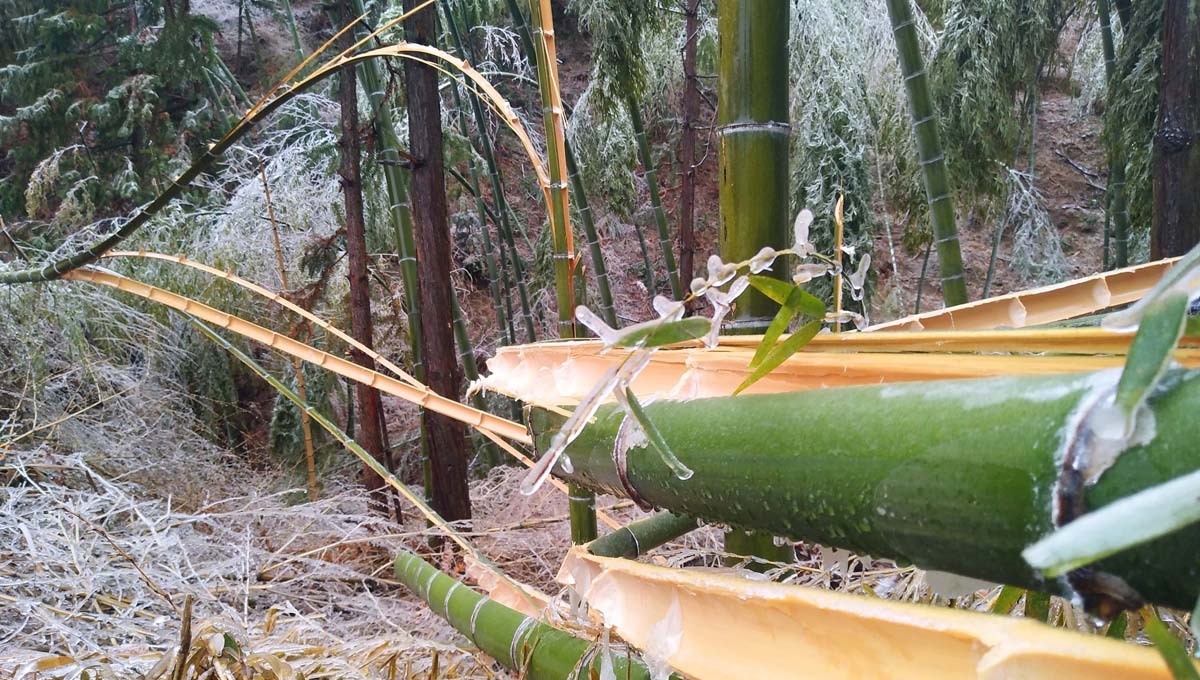 安徽安庆：北风呼呼吹，看山村“炸”成啥样