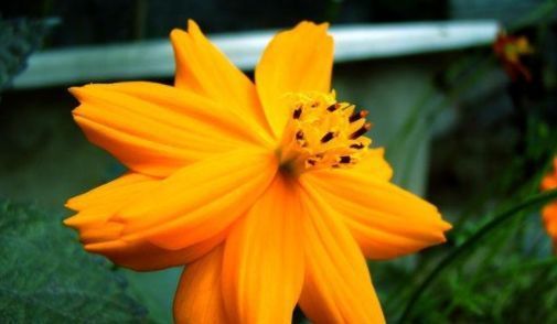  养花：养花不如养此款花，花大还妖艳，开花满屋子飘香，花开枝繁叶茂
