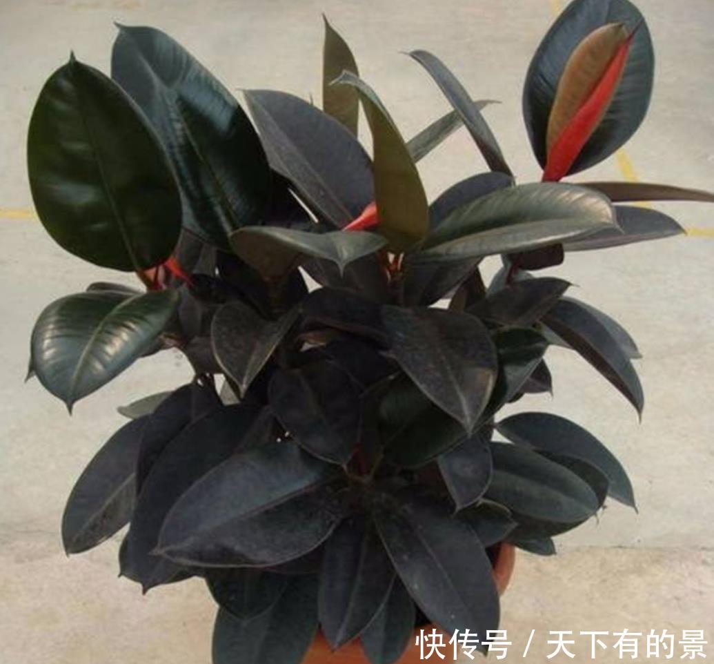 『春天』橡皮树不长新叶,春天做好几件事,长得旺盛,叶子浓绿