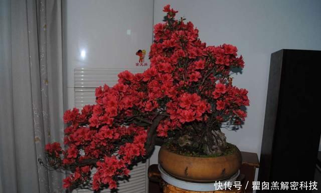 #花芽分化期#映山红盆景养护8要点,领悟透了,盆景造型美,开花爆盆不见叶