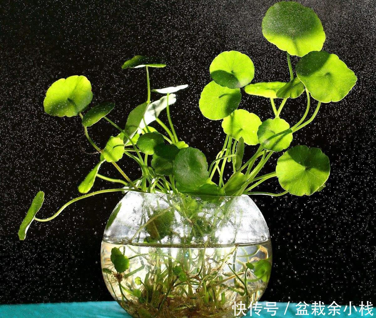 「旺盛」新手都“折腾”不死的3种花,粗养更旺盛,越剪植物越爆盆