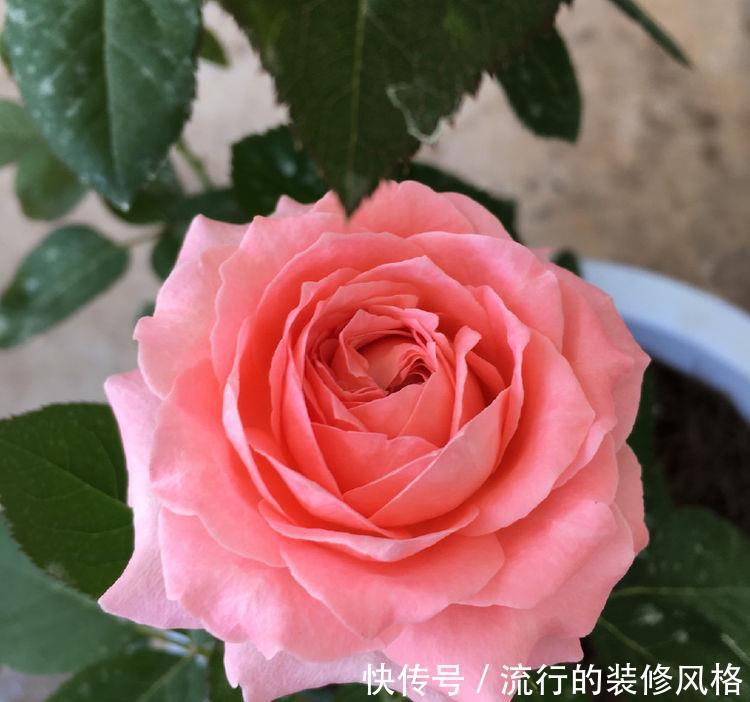『珍品』喜欢玫瑰,不如养盆“珍品名菊”天新地秀,优雅窈窕,端庄大气!