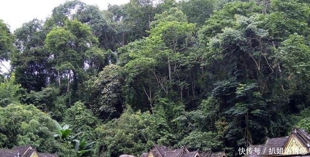 在西双版纳的野象谷，我没有看到野象，却看到了濒临灭绝的危险