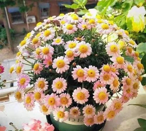  养花@养花老是死？都是“手欠”臭毛病，3条全占，十足“养花杀手”