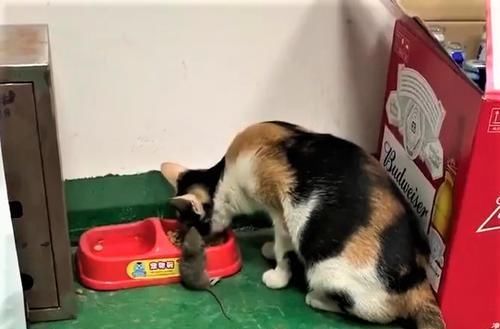  关爱@猫咪抓到老鼠，下一秒竟请它吃饭，满满关爱：你怎么还不吃？