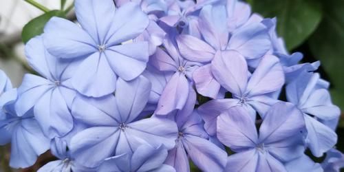 『超长』花期超长的3种花,开花爆盆很简单,家里养一盆,赏花一整年