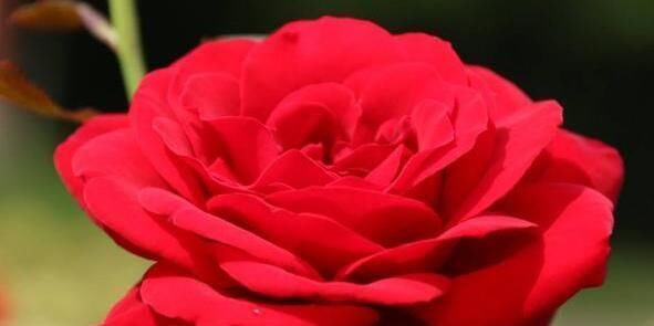  「活得」怎么养才能让鲜花活得更久点?
