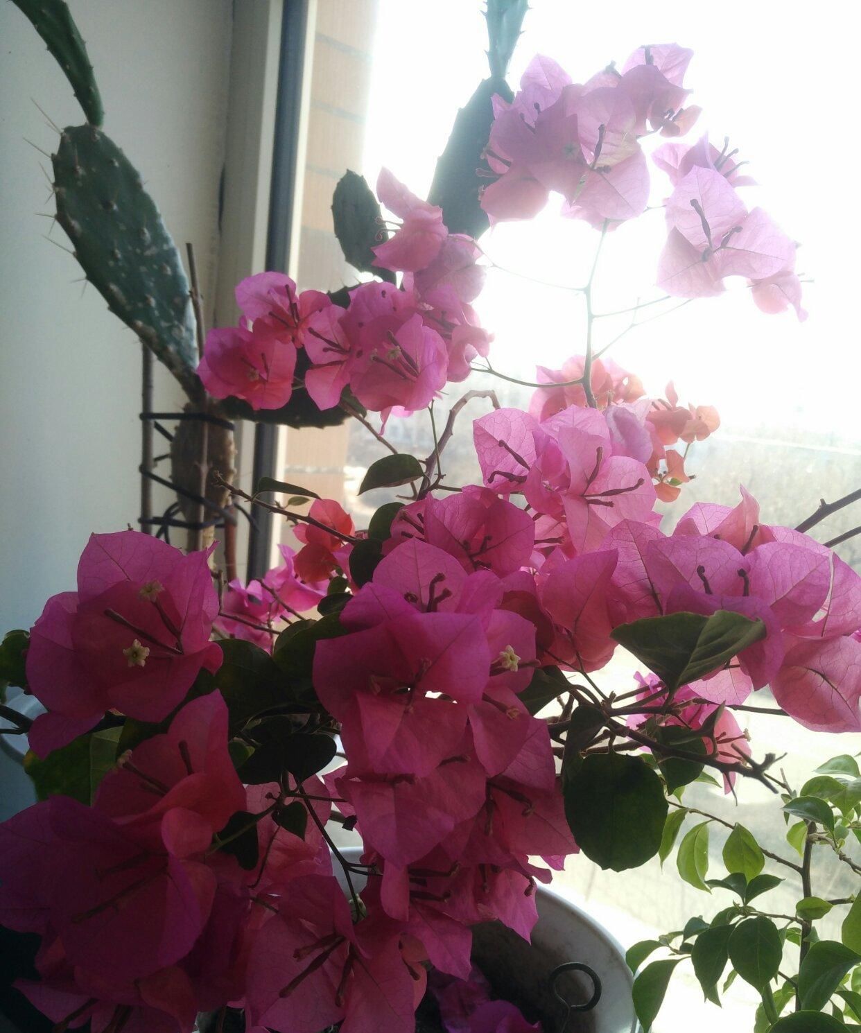  『三角梅』5月开始，3种花要“狠狠晒”，越晒开花越旺，否则开花难、病害多