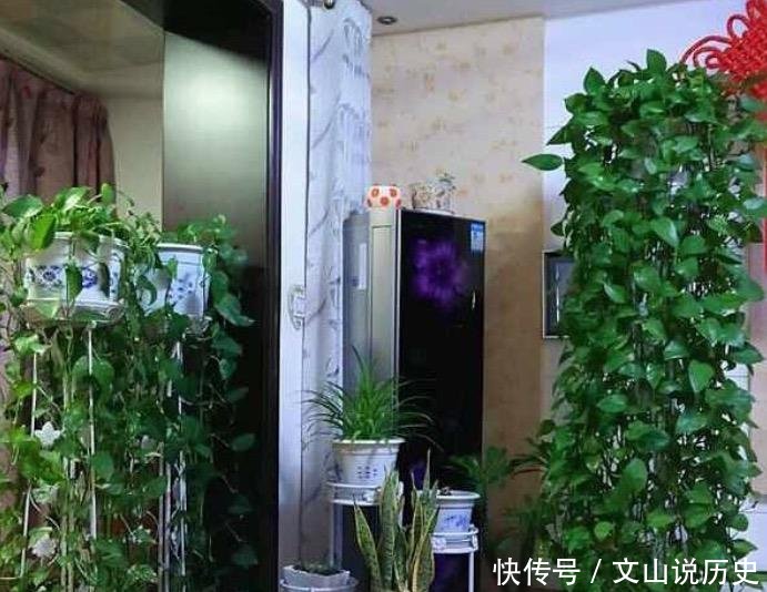 【绿萝枝条】王大姐扦插绿萝,提前“做1步”,一个叶片插土里,15天生根爆盆