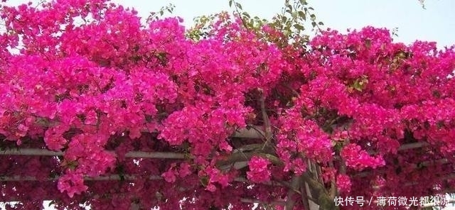  三角梅■三角梅花期长，花色艳丽，深受人们喜爱，养好三角梅你要注意这些