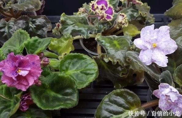 『开爆』初次养花没经验?紫罗兰盆栽最适合新手,注意3点砰砰花开爆盆