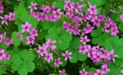  「野地」野地里的“土人参”都说堪比冬虫夏草，过去农民当杂草