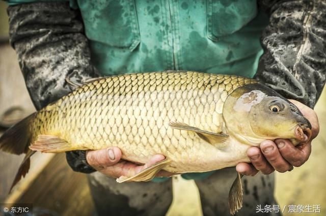 淡水魚種類大全 臺釣入門 先識魚種 再釣魚 魚都不認識 雪花新闻